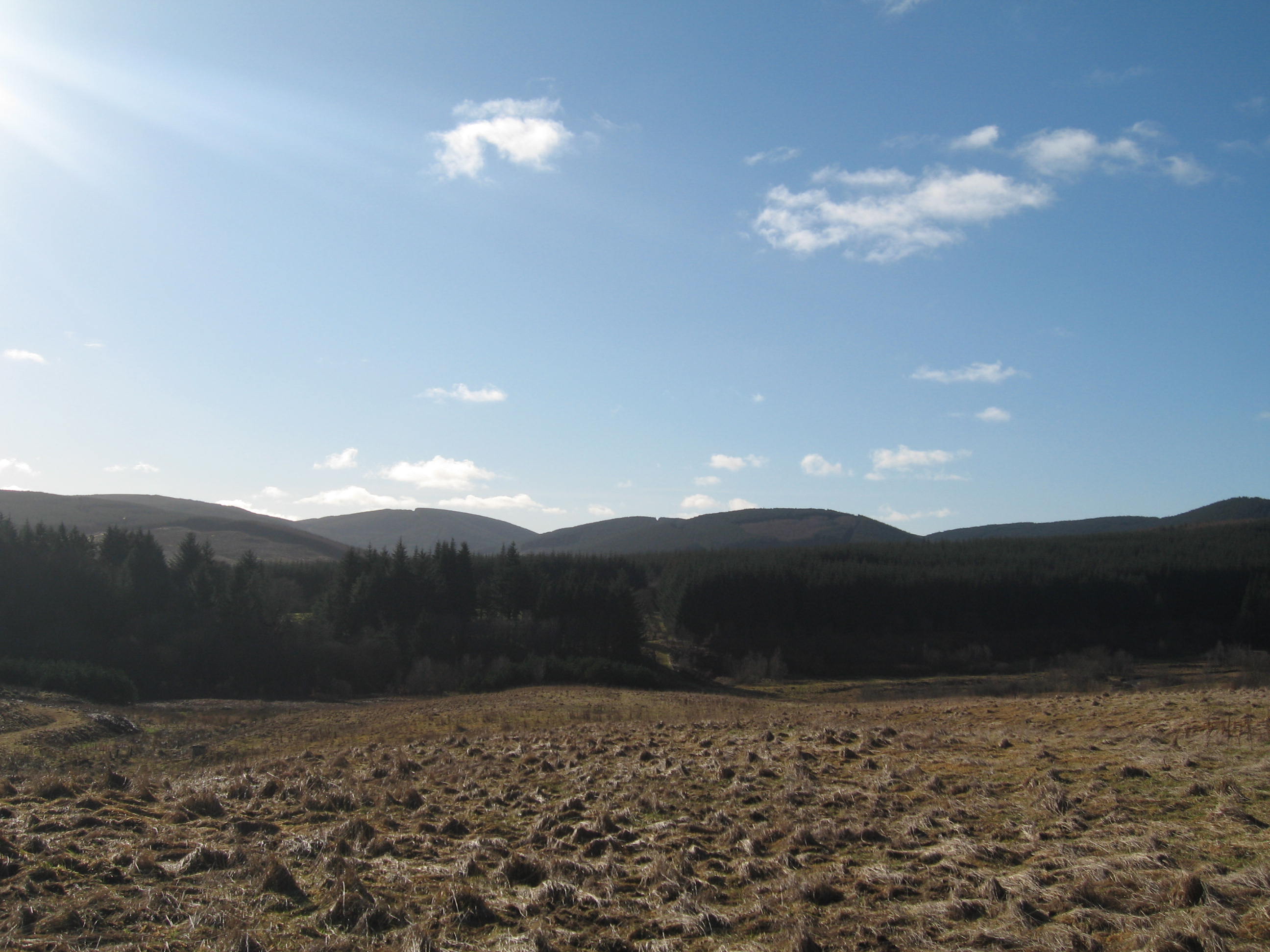 craik forest
